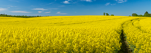 Ein blühendes Rapsfeld